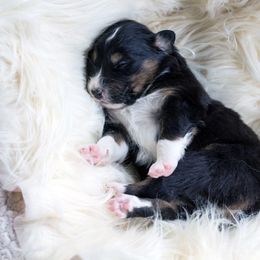 Australian Shepherd Puppies from Everly Australian Shepherds