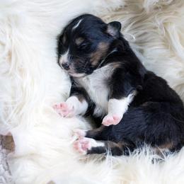 Australian Shepherd Puppies from Everly Australian Shepherds