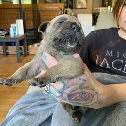 Girl 2 - Gray and fawn female Cane Corso puppy in Olympia, Washington from Grayling Dawn Cane Corso