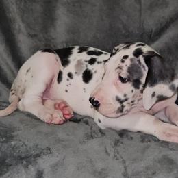 Harlequin Female - Harlequin female Great Dane puppy in Biscoe, North Carolina from Clouser's Bodacious Danes & Miniature Schnauzers