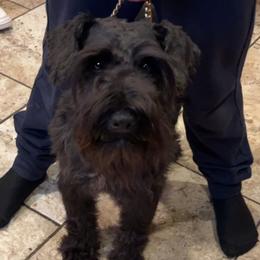 Donovan - Miniature Schnauzer