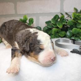 Gray - Merle male Bernedoodle puppy in Mississippi from Ewing Acres