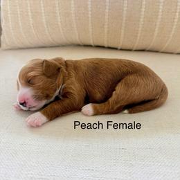 Peach Female - Red  female Goldendoodle puppy in Springville, Utah from JW Doodles