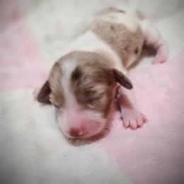 Lumi (Luna) - Dapple female Dachshund puppy in Castalia, North Carolina from Short Stuff Doxies
