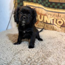 Girl 2 - Black and white female Cavalier King Charles Spaniel puppy in Sandstone, Minnesota from Peaceful Garden Cavaliers