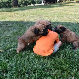 Australian Shepherd and Soft Coated Wheaten Terrier Puppies from BellSharps Australian Shepherds