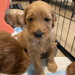 Goldendoodle Puppies from Violet’s Doodles