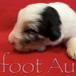 Boy 5 - Blue merle male Australian Shepherd puppy in Lowell, Indiana from Bearfoot Aussies and Tollers
