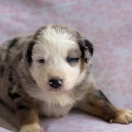 Australian Shepherd Puppies from Towkach Mini Ranch