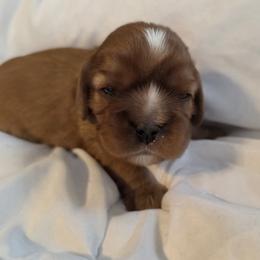 Clover - Ruby female Cavalier King Charles Spaniel puppy in Le Roy, New York from Heirloom Cavaliers