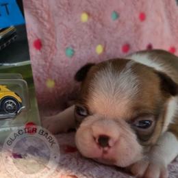 Fiat - Red female Boston Terrier puppy in Columbia Falls, Montana from Glacier Bark Boston Terriers