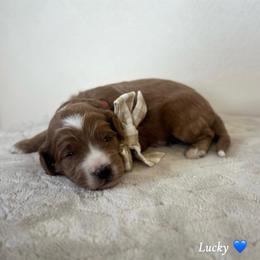 Lucky - Red  male Goldendoodle puppy in Crothersville, Indiana from Wischmeier’s Doodles