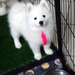 PINK - Claude MONET - White female American Eskimo Dog puppy in Redlands, Ca, Usa, California from Tribe of Aryelle