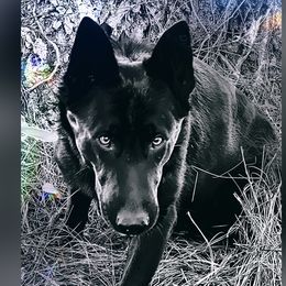 Mia - German Shepherd