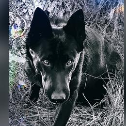 Mia - German Shepherd