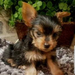 Percy - Black and tan male Yorkshire Terrier puppy in Hot Springs, Arkansas from Kimberly's Lovable Littles