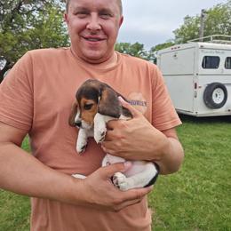 Beagle and German Shepherd Puppies from Nebraska K9's