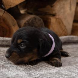 Girl 1 - Black and tan female Dachshund puppy in Stilwell, Oklahoma from Ross's Desert Doxies