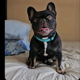 French Bulldog Puppies from Simply Kind Frenchies