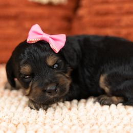 Cockapoo Puppies from Firm Foundation Cockapoos