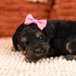 Cockapoo Puppies from Firm Foundation Cockapoos
