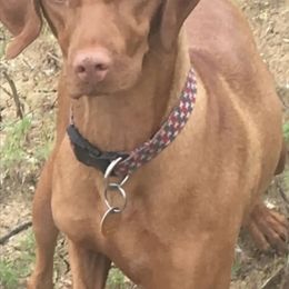 Vizsla Puppies from Two Ponds Farm Vizslas