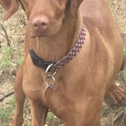Vizsla Puppies from Two Ponds Farm Vizslas