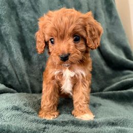 Hermione - Red female Cavapoo puppy in El Sobrante, California from Mckendra's Legacy