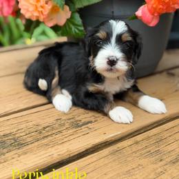 Periwinkle - female Australian Mountain Doodle puppy in Henry, Illinois from Rowe Farms Doodles
