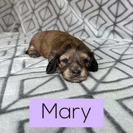 Mary 4500, Silky Wire, Cream Brindle Dapple Girl 4, Pet Only - Dapple female Dachshund puppy in Pauls Valley, Oklahoma from Simply Happy Dachshunds