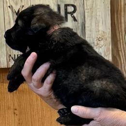 Girl 1 - female German Shepherd puppy in Hattiesburg, Mississippi from Weizen German Shepherds