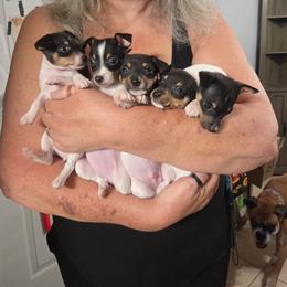 Toy Fox Terrier puppies from Bee'Em Sea Kennel