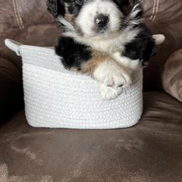 Australian Shepherd Puppies from Kelly Arndt