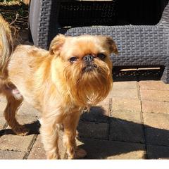 Brussels Griffons from Karen Marquez