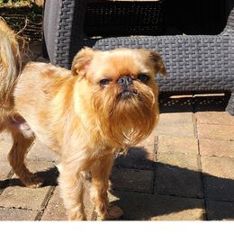Brussels Griffons from Karen Marquez