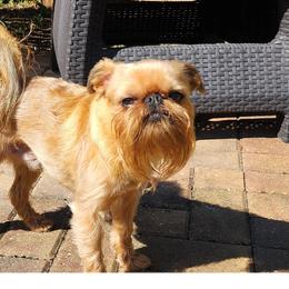 Brussels Griffons from Karen Marquez