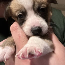 Comet - Sable female Pembroke Welsh Corgi puppy in Orangevale, California from Corgis of the Heart