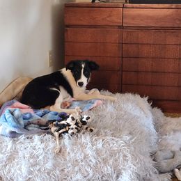 Border Collie Puppies from Cullins Collies