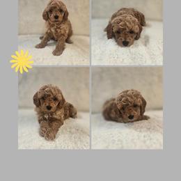 Rubble - Apricot male Goldendoodle puppy in Newdale, Idaho from Canyon Creek Puppies