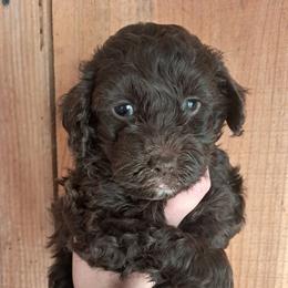 Dorothy - Brown female Cockapoo puppy in Mena, Arkansas from Ouachita River Cockapoos