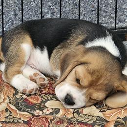 Beagle Puppies from Fairmont Beagles