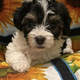 Poodles, Yorkipoos, and Yorkshire Terriers from Sweet as dessert puppies
