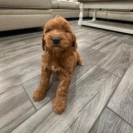 Dark Blue - Red  male Goldendoodle puppy in Bakersfield, California from Lavish Doodles
