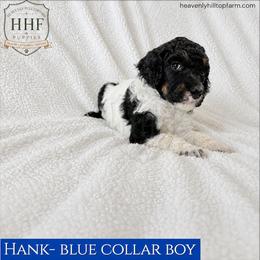 HANK - Blue Collar Boy - Black Tri - Parti male Poodle puppy in Charlo, Montana from Heavenly Hilltop Farm