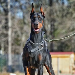 Reina - Doberman Pinscher