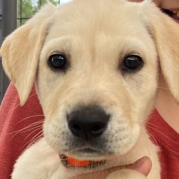Colt-Orange Collar - Yellow Labrador Retriever puppy in Springfield, Missouri from Kellner Labradors