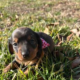Girl 3 - Red female Dachshund puppy in Plato, Missouri from David & Stacey's Dachshunds