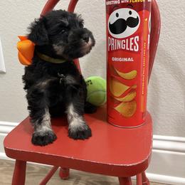 Orange boy - Black and silver male Miniature Schnauzer puppy in Garrison, Texas from RNH Schnauzers