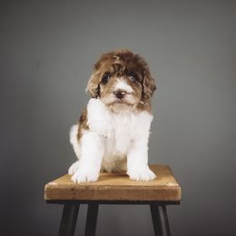 Colton - Chocolate merle male Bernedoodle puppy in Caldwell, Idaho from Boise Doodle Co.