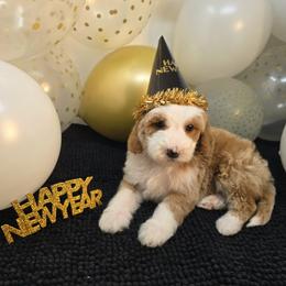 Royal - Red  female Goldendoodle puppy in Floyd, Virginia from Hearts and Paws Poodles and Doodles